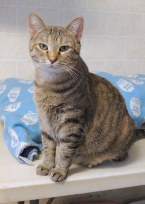 Zena